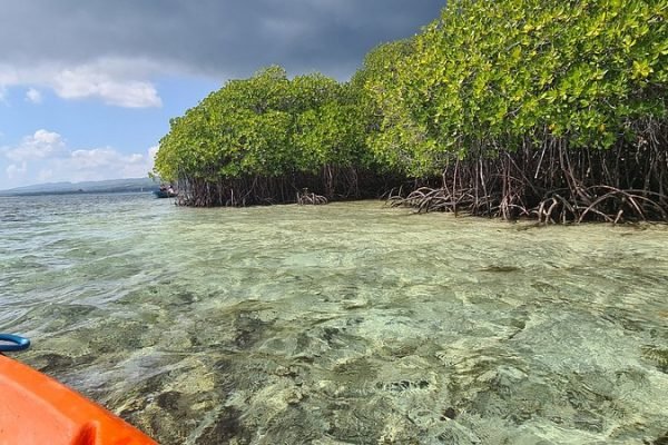 Lembongan Manggrove 2